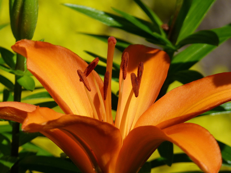 nature, day, freshness, one animal, beautiful, flora, garden, close-up, pollen, no people, growth, lilium bulbiferum, macro, bloom, flower head, animals in the wild