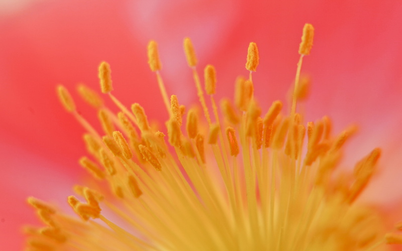 pink Color, flower, vulnerability, pollen, freshness, soft focus, fragility, selective focus, blossom, color Image, nature, orange, flowers, springtime