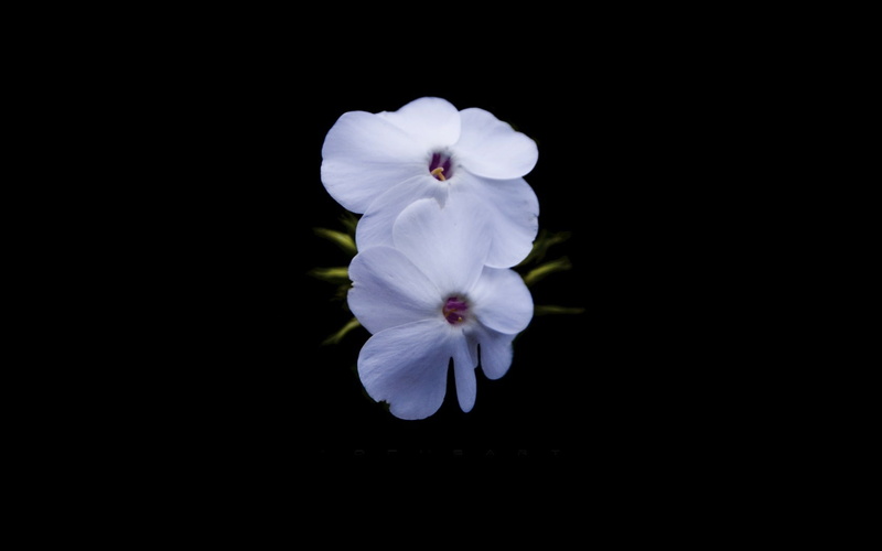 single Flower, summer, black Background, freshness, impatiens, flower, flower Head, pollen, stamens, petal, isolated, isolated On Black, yellow, vulnerability