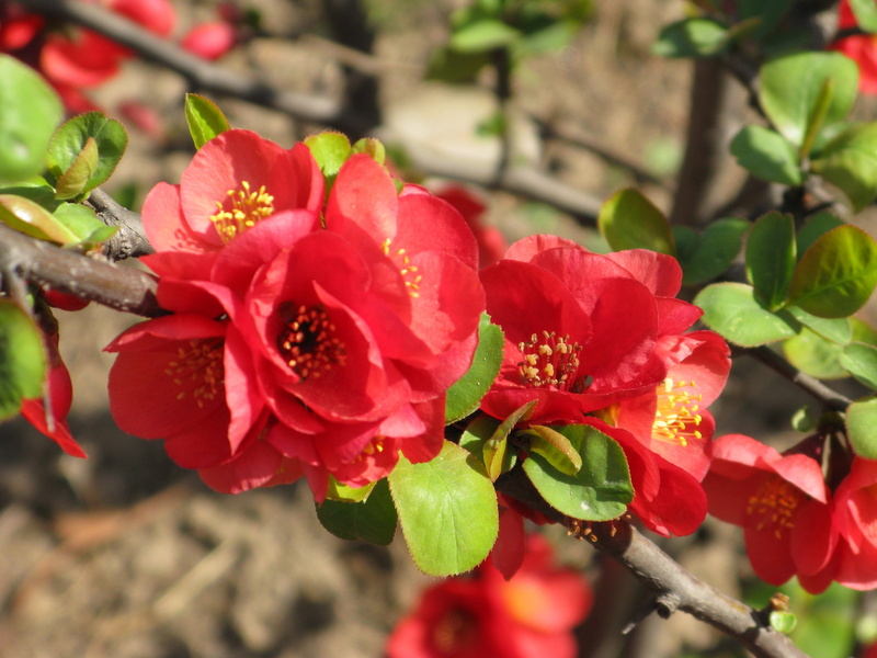 close-up, petal, gardening, red, flower, springtime, backgrounds, 2K, summer, macro, multi Colored, sunlight, flowers, freshness, outdoors, plant, beauty In Nature