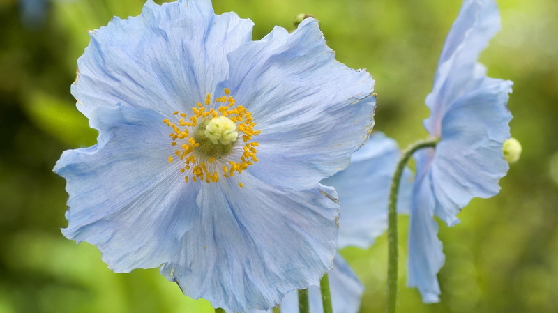 flower, 1080P, macro, green, close, formal Garden, nature, botany, blossom, green Color, blue, white color, beauty In Nature, season, close-up, growth