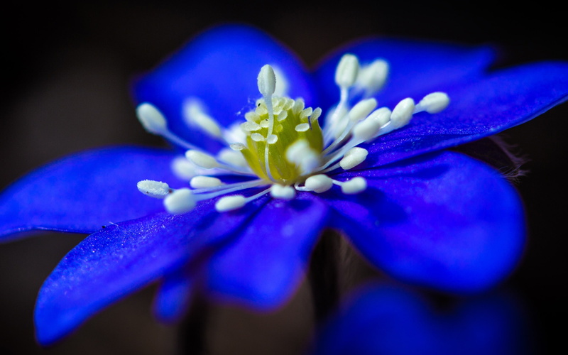 Stamens, close, Blue, Flower, Petals, 2K
