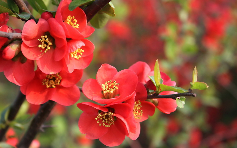 vulnerability, blossoming, pollen, 1080P, fragility, branch, flower Head, formal Garden, plant, growth, beauty In Nature, flower, botany, close-up, summer