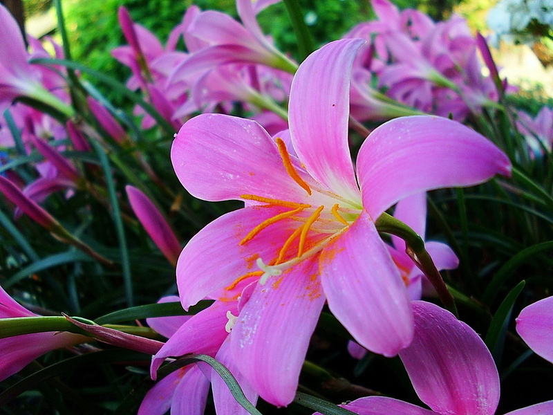 yellow, flower, stamens, nature, growth, summer, herbs, stamen, springtime, close-up, leaf, flowers, green Color, freshness, lilies, petaled, pink, flower Head
