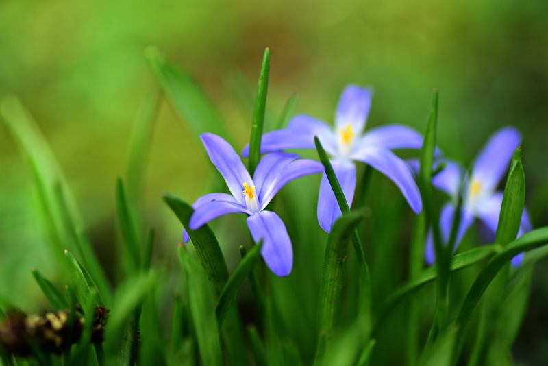 beauty in nature, plant, growth, freshness, nature, flowering plant, selective focus, vulnerability, 4K, springtime, spring, flower, green color, purple