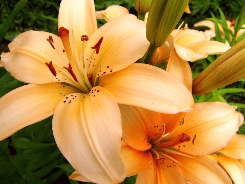 blossom, macro, stamens, springtime, petaled, stamen, flowers, petal, botany, petals, leaf, green Color, day lily, freshness, inflorescence, lily, fragility