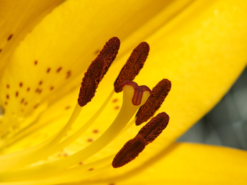 flowering plant, vibrant Color, flower, pollen, nature, petal, macro, inflorescence, beauty In Nature, creativity, lily, bloom, 4K, stamens, flower Head