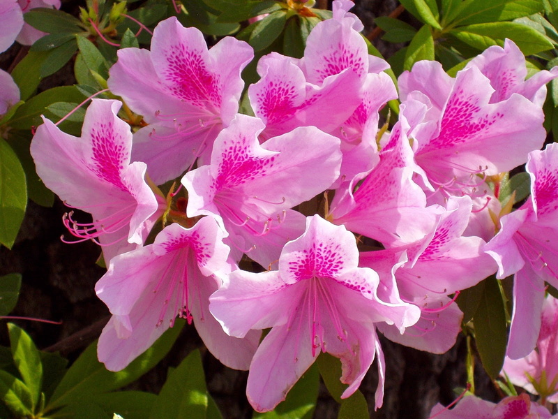 fragility, no People, azalea, macro, blossom, springtime, orchid, summer, softness, botany, multi Colored, leaf, vulnerability, decoration, close-up, outdoors