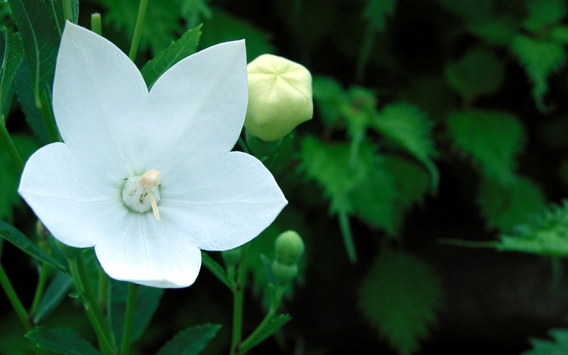 botany, flower Head, white color, bud, beauty In Nature, purple, stamen, herbs, plant, single Flower, freshness, plant part, outdoors, blossom, petaled
