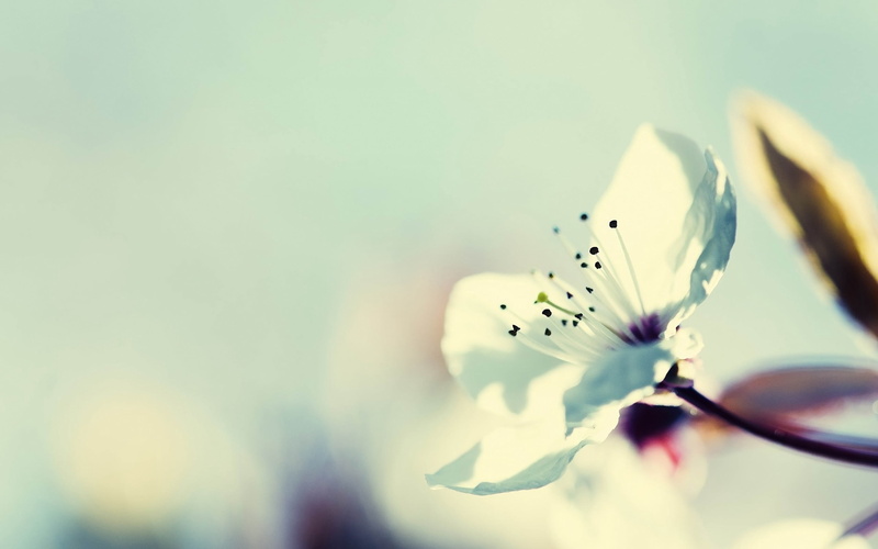 flower Head, season, environment, no People, fragility, cherry, freshness, bright, flower, botany, flowering plant, outdoors, yellow, sunlight, stamens