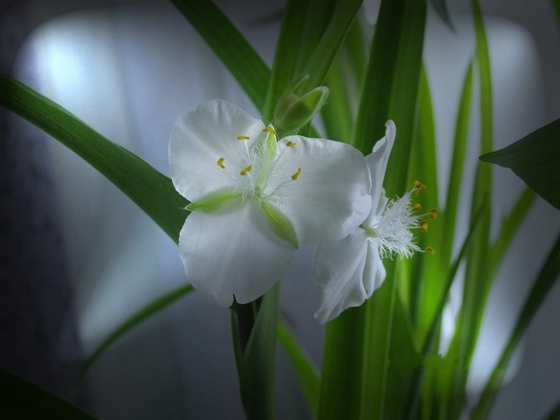 stamen, blossom, flowering plant, green, macro, leaf, no people, petal, growth, pets, single Flower, 720P, botany, yellow, green Color, white color, summer
