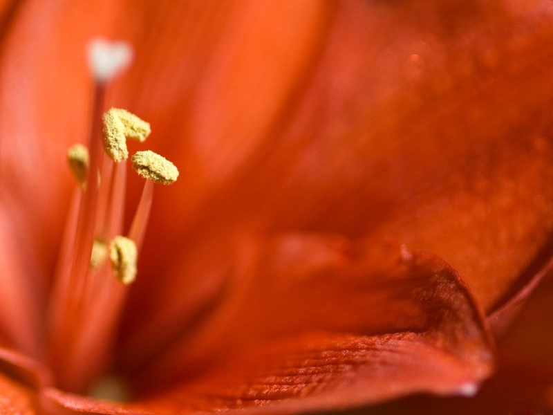 fragility, red, beauty in nature, flower head, 720P, no people, softness, lily, food, macro, plant, inflorescence, growth, flowering plant, stamens, close-up
