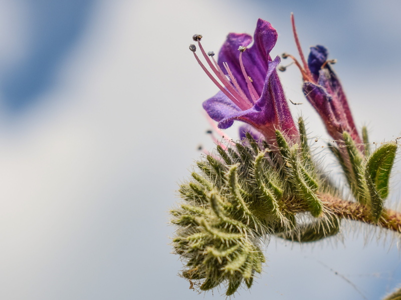 beauty in nature, Purple, stamens, blooming, cyprus, Echium, invertebrate, spring, outdoors, close-up, insect, 4K, fragility, no people, pollination, nature