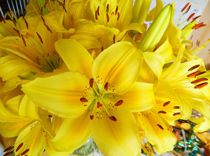 flowers, growth, vulnerability, no People, fragility, nature, plant, flower arrangement, flower Head, flower, stamen, bright, bouquet, botany, lily, inflorescence