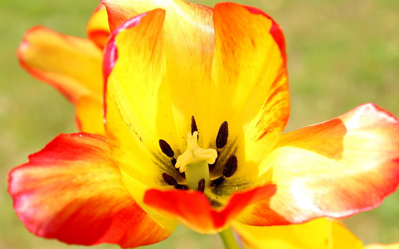 Pistils, Macro, Flower, Orange, Photography, 1080P, Tulip, Petals