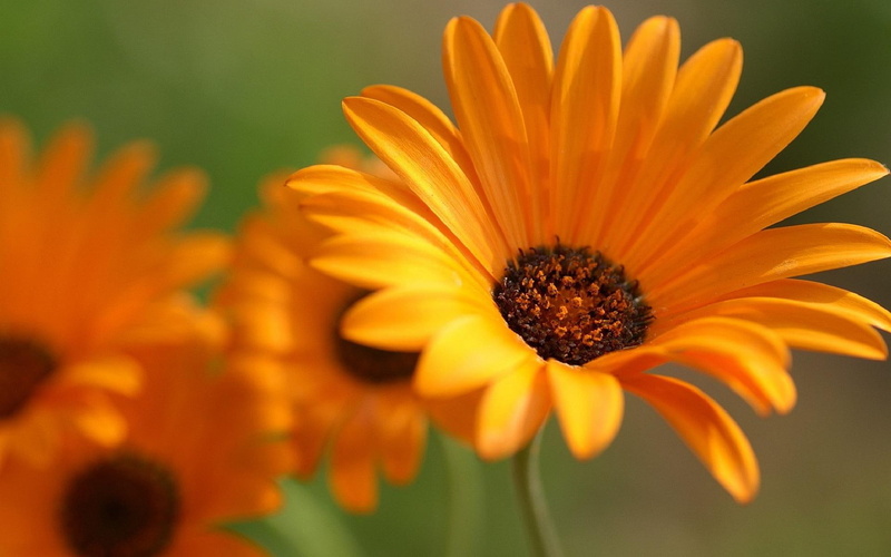petals, 1080P, flower, nature, orange