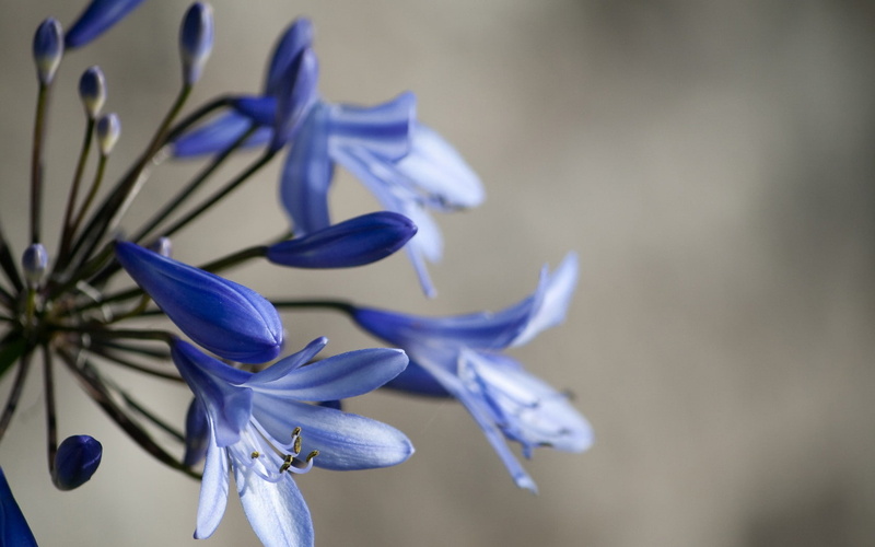 plant, petal, no people, close-up, softness, focus on foreground, freshness, plant stem, flower head, macro, 720P, flower, growth, inflorescence, flowers