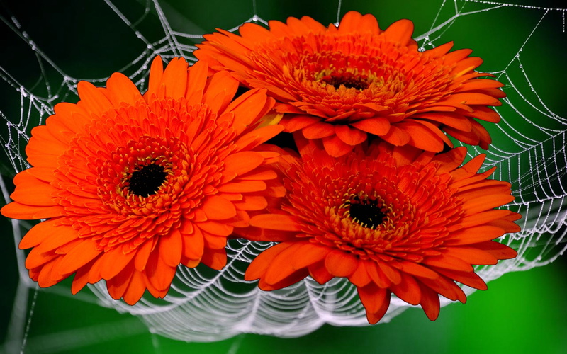 2K, desktop, background, gerber, flowers