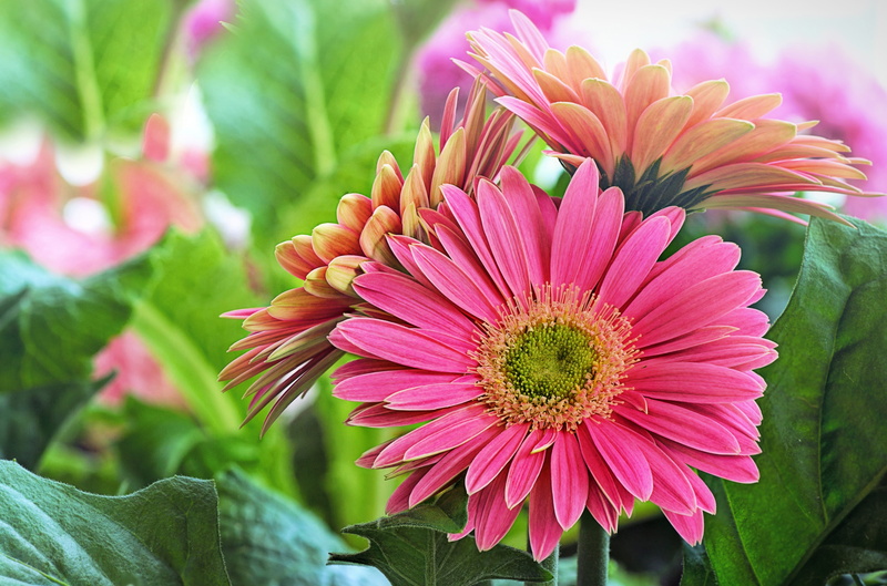 beauty in nature, vulnerability, plant part, flowers, colorful, springtime, flowering plant, growth, spring, petal, ornamental garden, flower head, shallow