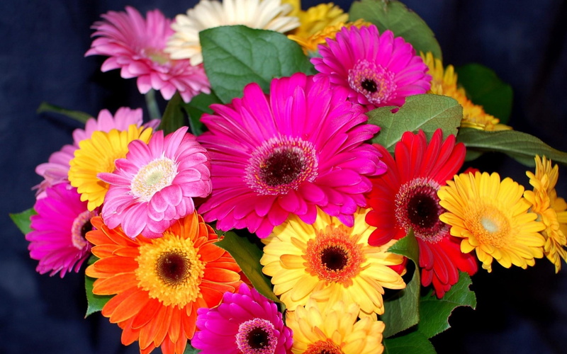 gerber, hd, 2K, flower
