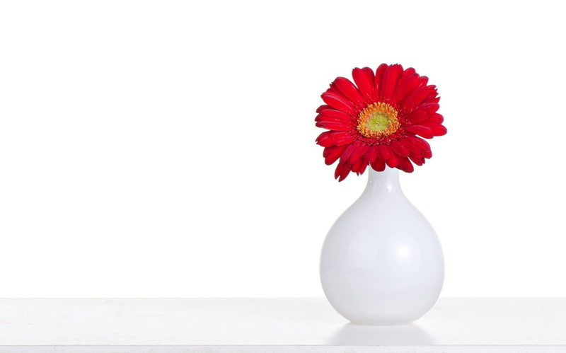 white, daisy, red, flower Head, bouquet, gerbera Daisy, no people, single Flower, yellow, nature, 720P, table, indoors, petal, beauty in nature, freshness