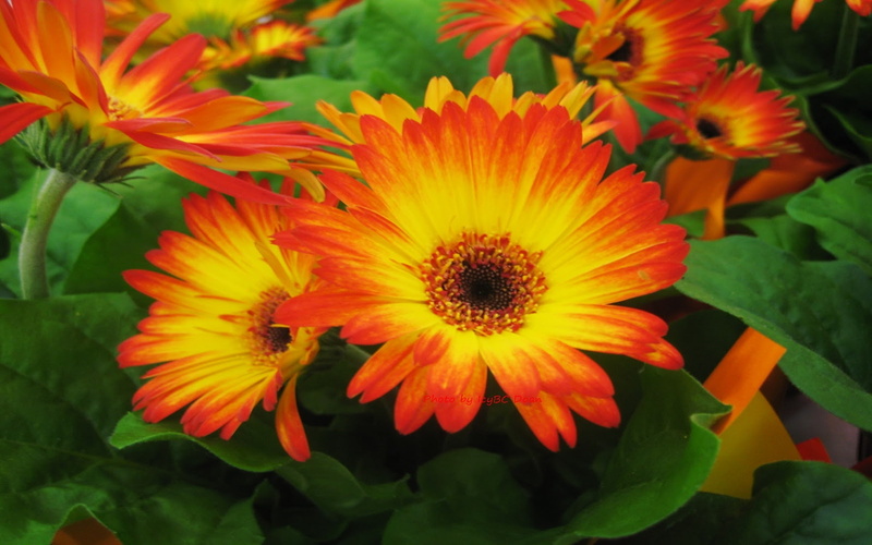 yellow, gerber, flowers, hd, 2K, beautiful, orange