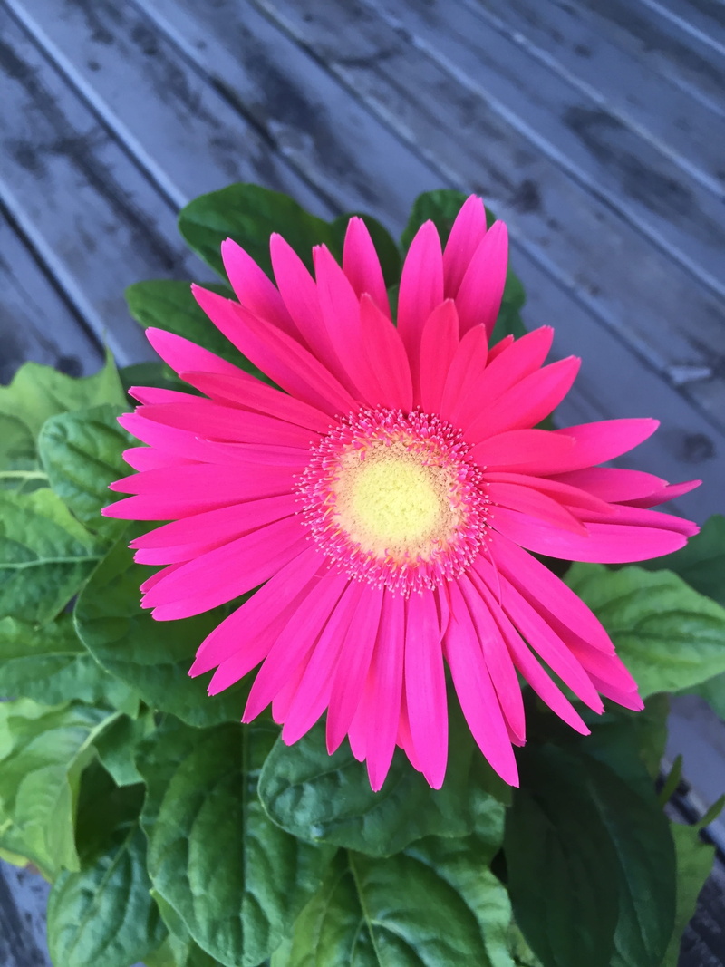 growth, focus on foreground, petal, flower, inflorescence, gazania, pollen, vulnerability, plant, blooms, pink color, pink gerber daisy, flowering plant