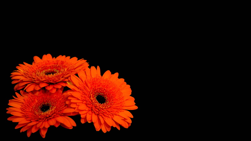 Dark background, Orange Gerber Daisies, 4K, Gerbera flowers, petaled, bloom, HD, 4K, three, red, flowers