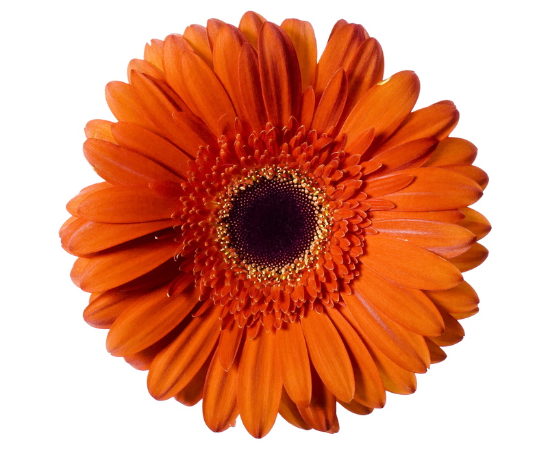 close-up, petal, pollen, spring, white background, floral, background, studio shot, vulnerability, freshness, flower head, nobody, daisy, nature, gerbera