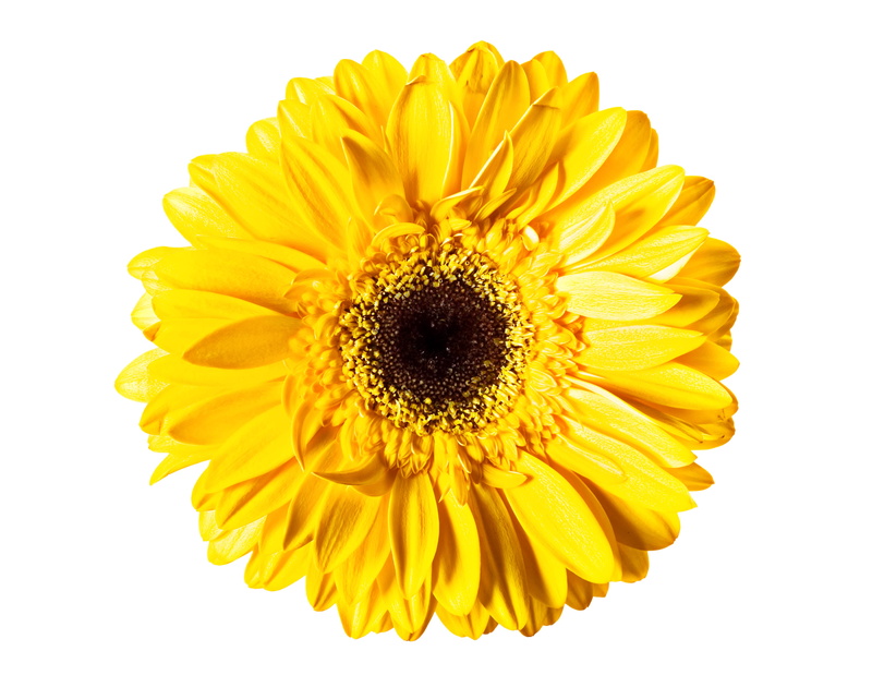 nature, flower, white background, fresh, gerbera, floral, growth, cut out, plant, flowering plant, no people, flowers, gerber, gerbera daisy, pollen, yellow