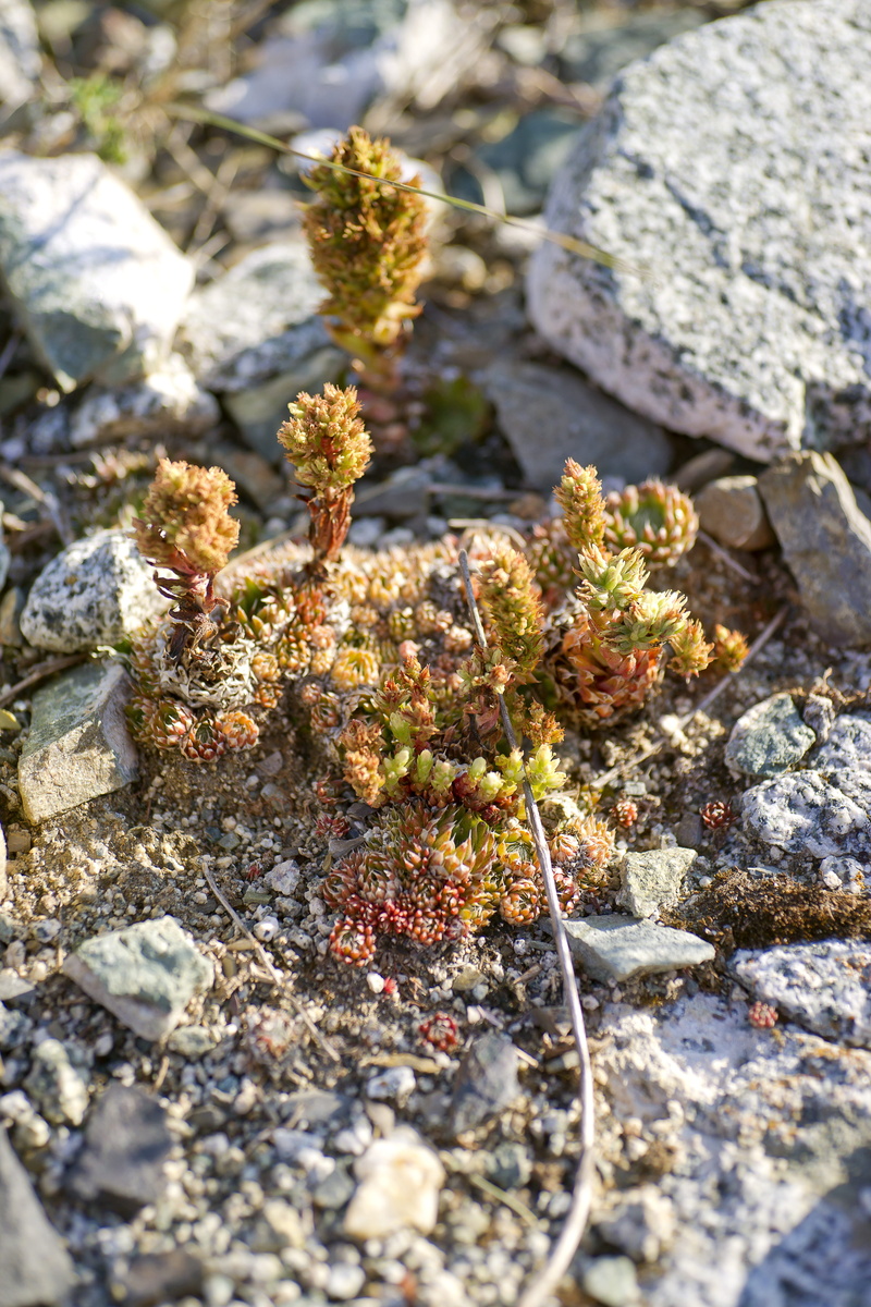 red, natural, young shareone, rock, day, land, wednesday, wild, growth, botanica, outdoors, stone, moss, vegetation, selective focus, rock - object, marijuana - herbal cannabis