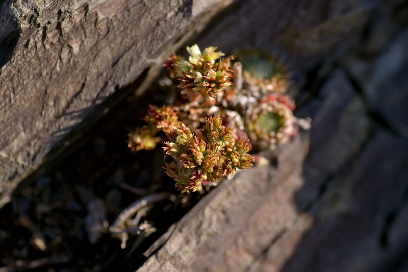 leaves, natural, green, lichen, stone, 5K, altai mountains, day, summer, no people, group, sunlight, land, siberia, vulnerability, shape, growth, selective focus