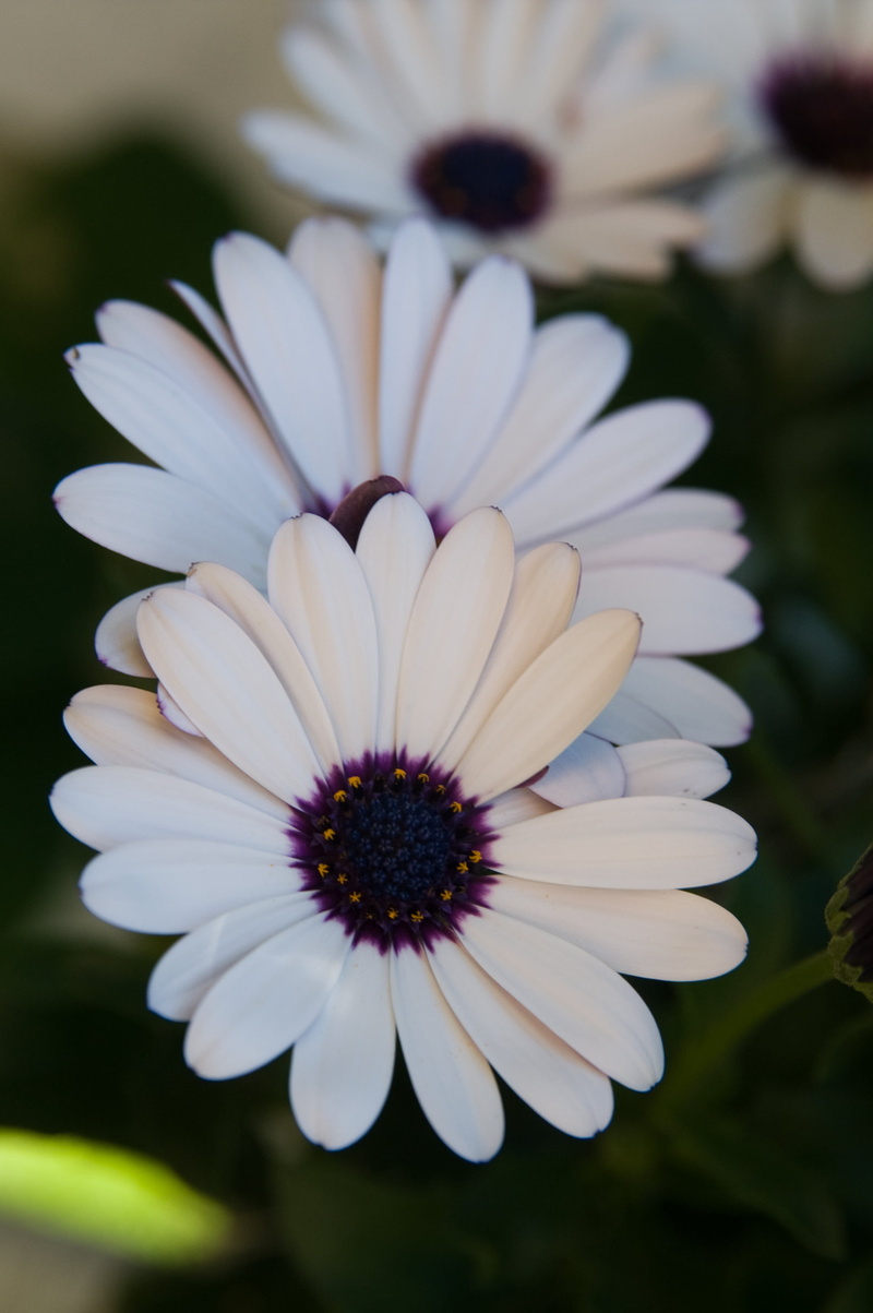 white, summer, 2K, freshness, springtime, beauty In Nature, petal, nature, close-up, focus, flower Head, daisy, plant, wednesday, bokeh, flower, photography