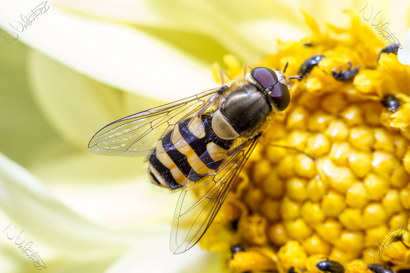 Canon, macro, animal, selective, 5K, Manic, insect, yellow, pollen, Wings, Wing, nature, hoverfly, UK, Peterborough, honey, Valentine, close-up, bee, selective focus