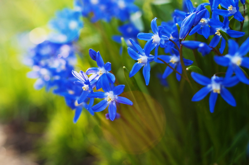 purple, flowers, flower, 4K, nature, closeup, springtime, flower Head, 35mm, Bokeh, Sony  A700, summer, Wednesday, Lens Flare, blue, HBW, plant, Spring
