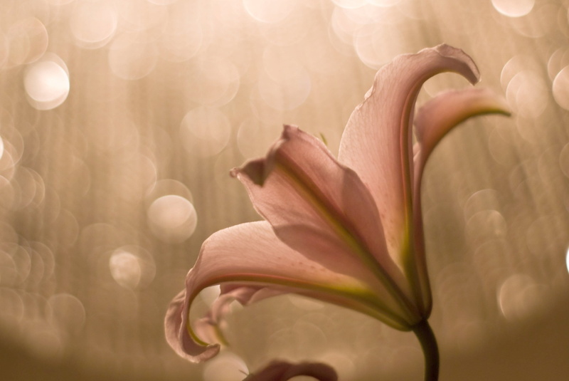 luz, bokeh, nature, pink, shinny, plant, wednesday, 7days, shine, rain, back, Explore, light, flower  flower, minolta, flower, petal, For The Future, prime lens