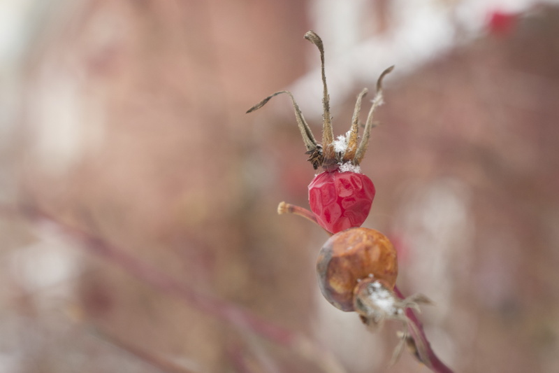animals, outdoors, fragility, day, plant, red, fruit, 5K, flower, living nature, selective focus, wild, wednesday, bud, focus on foreground, wilted plant