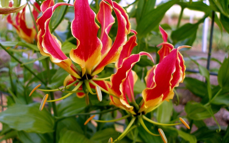 outdoors, close-up, lily, nature, licentious, flower head, flowering plant, freshness, flowers, wallp, fragility, plant, inflorescence, plant part, leaf