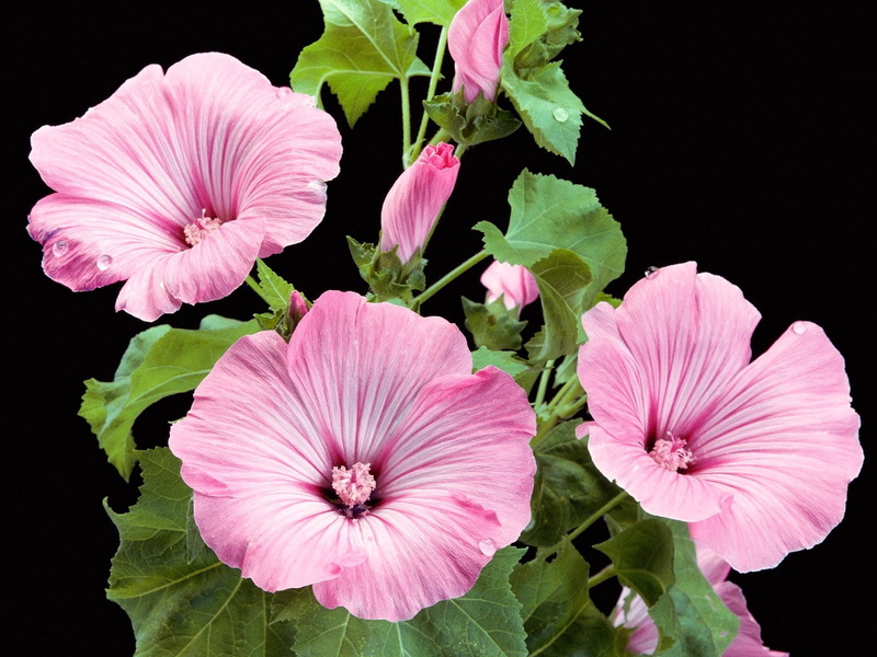 single Flower, 720P, inflorescence, flower arrangement, purple, springtime, leaves, nature, petal, petunia, backgrounds, growth, summer, flowering plant