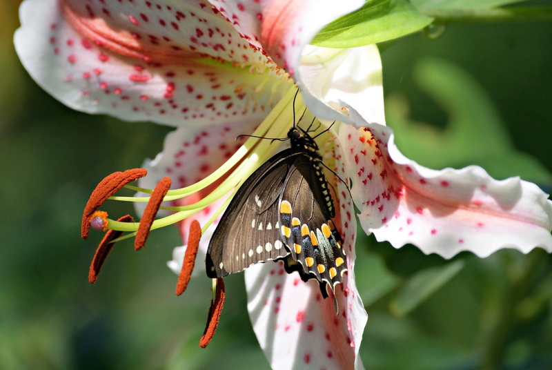 sailboat, Macro, polyxene, lily, butterfly, 2K, flower, Butterfly Sailboat polyxene, stamen