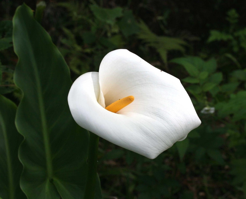 elegance, backgrounds, white, growth, flower Head, springtime, close-up, green Color, flower, calla Lily, petal, tulip, 1080P, vulnerability, outdoors
