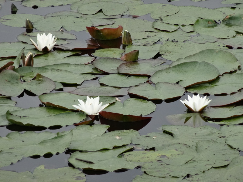 lake, Water Lily, flora, nature, flowering plant, landscape, lily, madonna lily, vulnerability, petal, reflection, close-up, green, outdoors, plant, leaves
