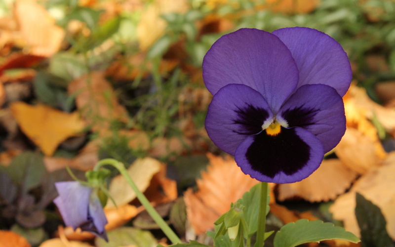 close-up, flower, beauty in nature, inflorescence, day, no people, flower head, leaf, pansies, flowers, fragility, purple flowers, freshness, plant, pansy