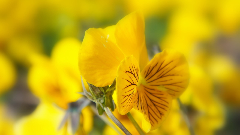 2K, yellow flowers, nature, pansies, flowers