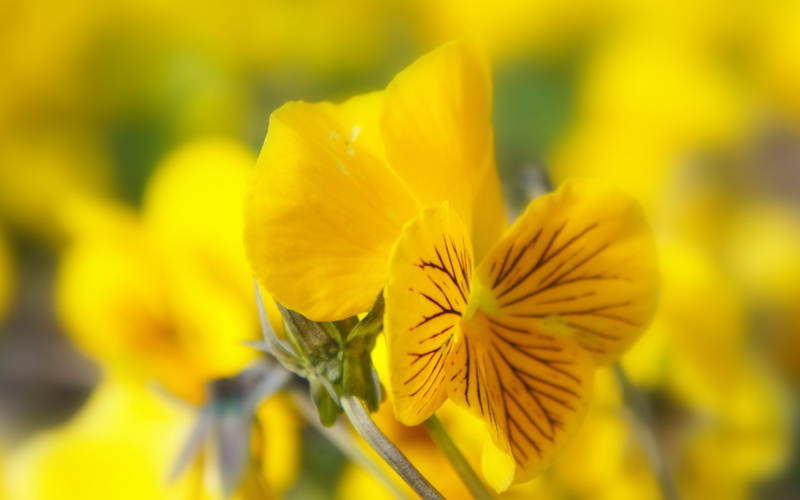 2K, flowers, pansies, yellow flowers, nature