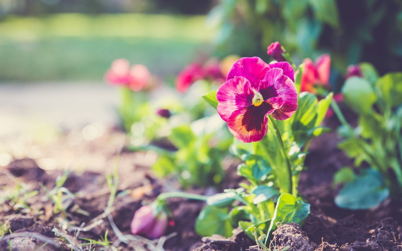 Pansy, Bokeh, 1080P, Plant, Red, Petals, Flowers, pink