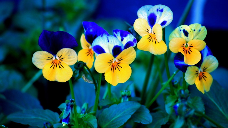 nature, green, 1080P, pansies, 3d and abstract, flower