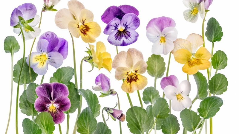 white background, beauty in nature, viola, no people, variation, plant, inflorescence, petal, close-up, flower head, indoors, vulnerability, nature, fragility