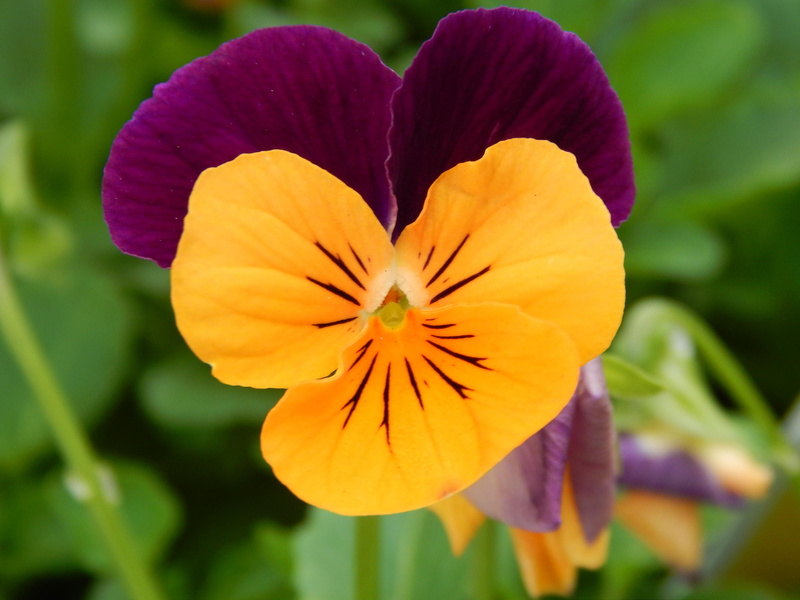 macro, colors, pansy, more, 4K, flowers, pretty