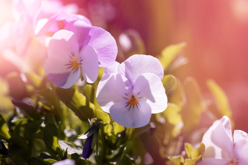 Pansy flowers, Garden, 2K